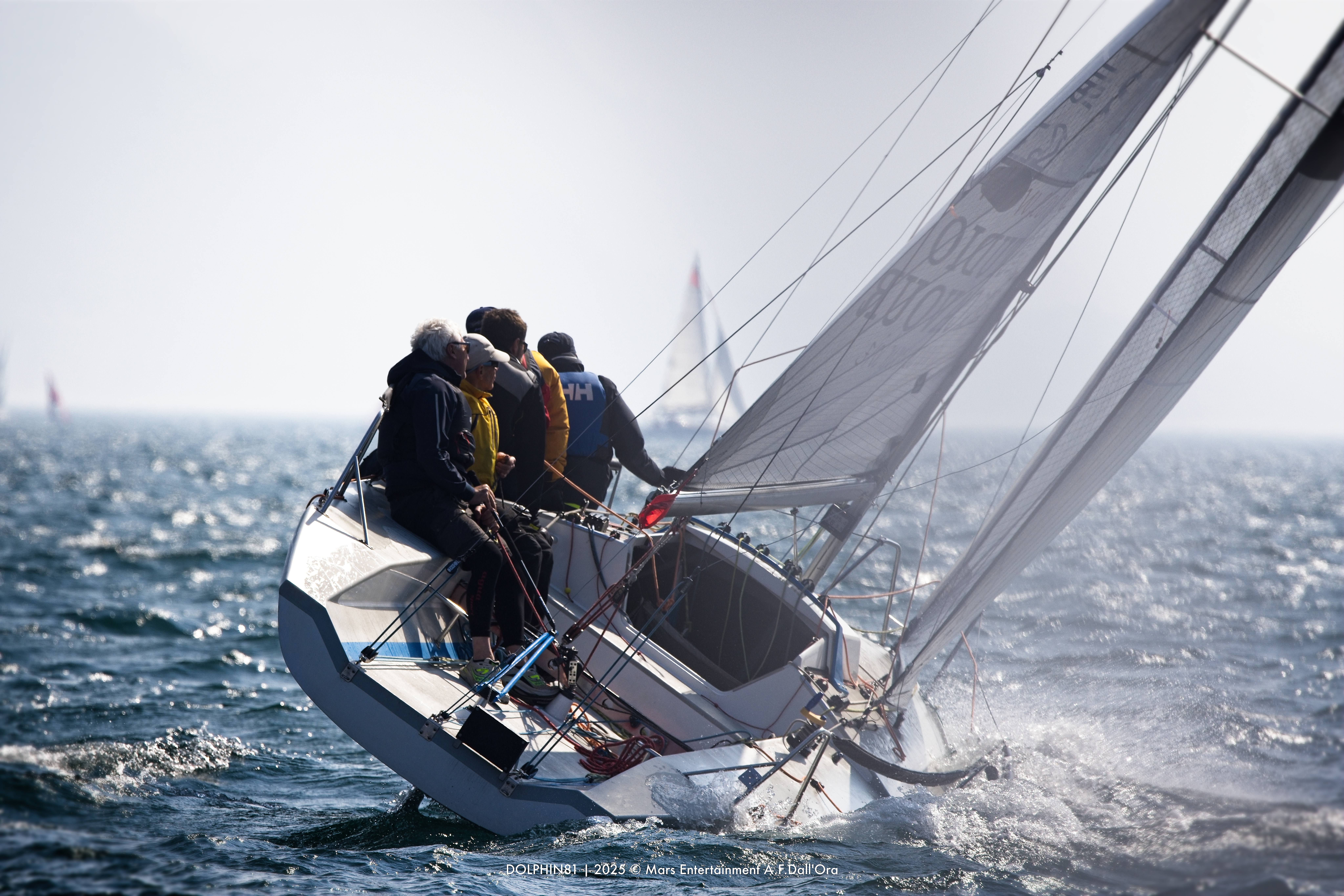 DOLPHIN 81