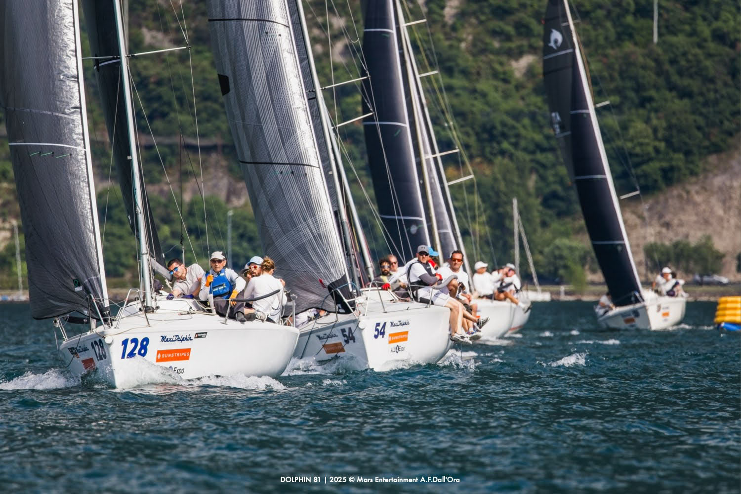 DOLPHIN 81
