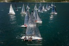DOLPHIN 81