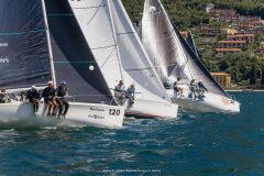 DOLPHIN 81
